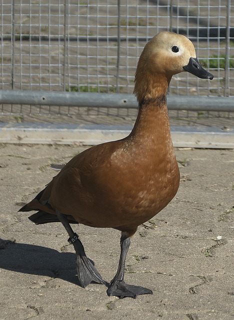 对于孙兴慜